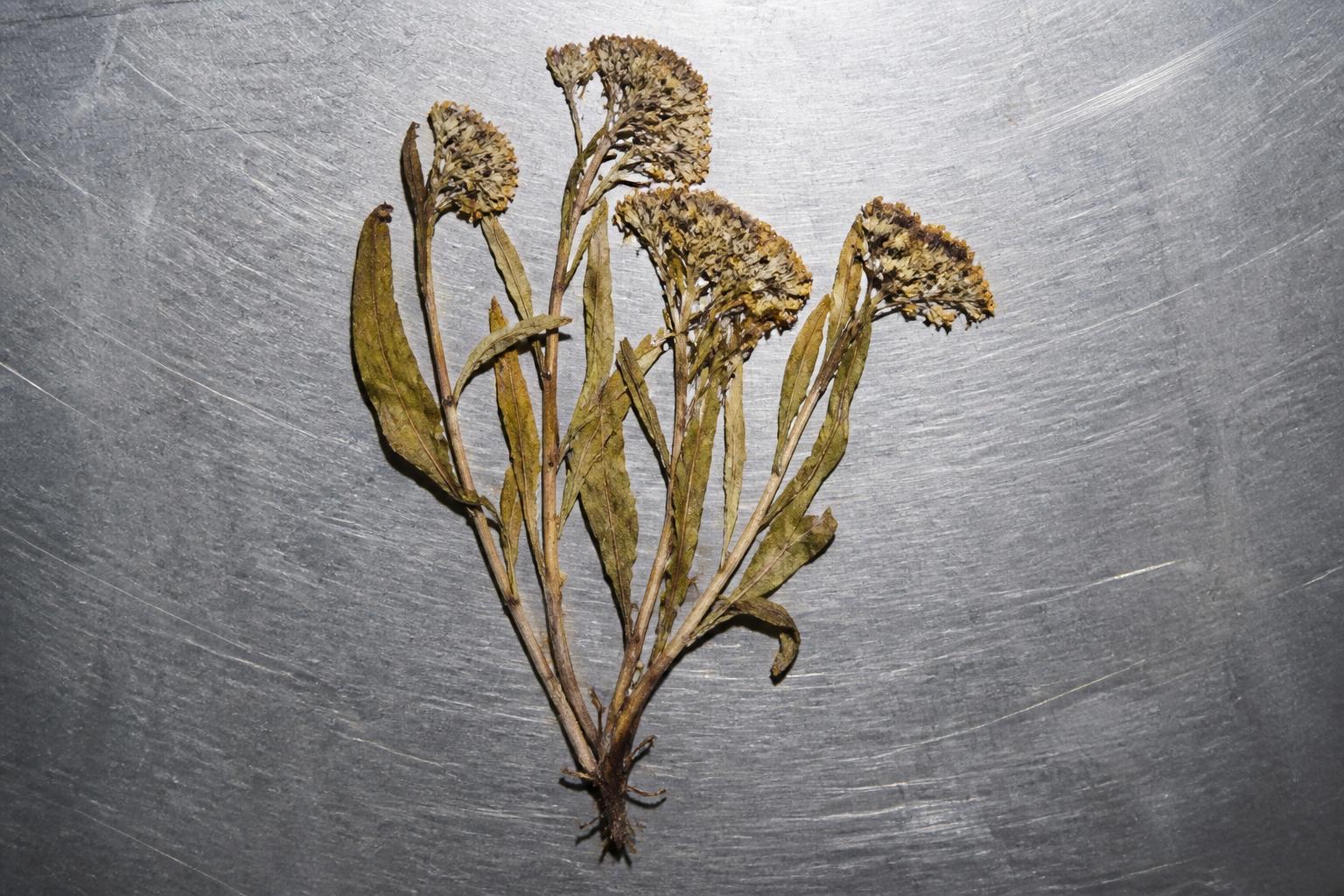 Dried pressed plant specimen laid on a scratched aluminium sheet